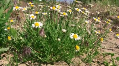 Bush, beyaz chamomiles