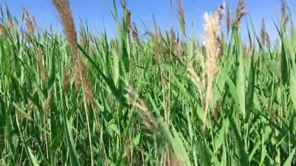 Grünes Schilf am See und Fliegen — Stockvideo