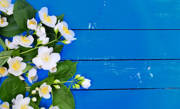 Yasemin beyaz çiçekler ve yeşil yaprakları ile şube — Stok fotoğraf