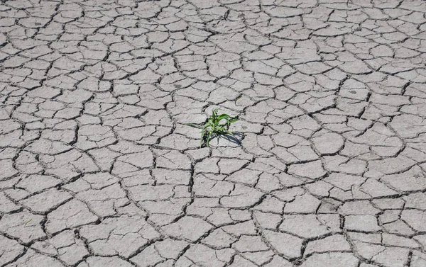 Green grass bush grows in the middle of the cracked earth — Stock Photo, Image