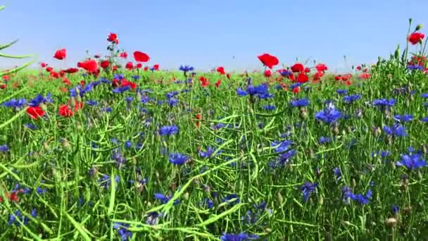 Feld aus roten Mohnblumen und blauen Kornblumen — Stockvideo