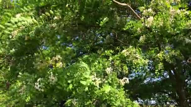 Acacia en fleurs, vue sur le dessus 