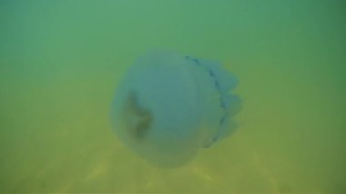 Karadeniz'de su altında denizanası yüzüyor