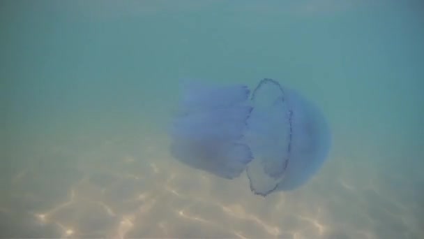 Jellyfish swims under the water in the Black Sea — Stock Video