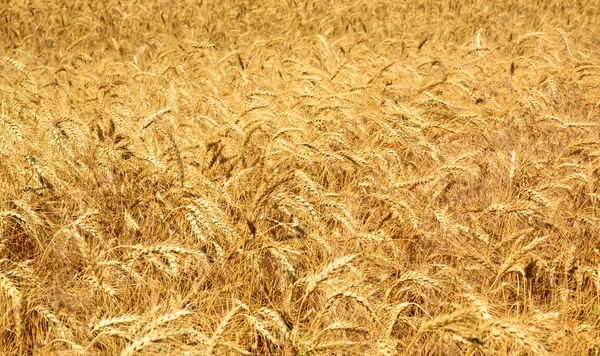 Veld met rijpe gele tarwe — Stockfoto