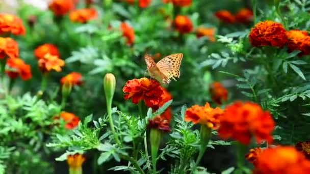 Butterfly urtikaria sitter på en blomma — Stockvideo
