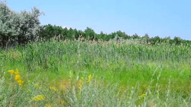 Wild steppe i Ukraine, sommerdag – Stock-video