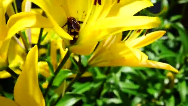 Grande calabrone è seduto su un giglio giallo — Video Stock