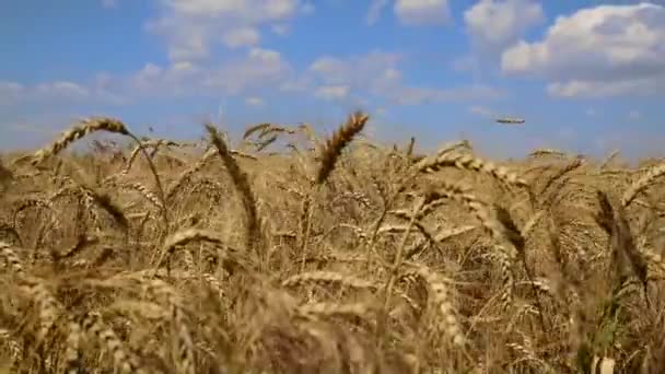 Spighe d'oro mature di grano — Video Stock