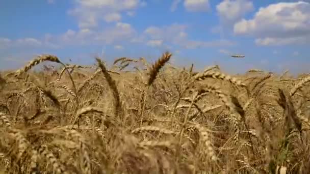 Rijp gouden oren van tarwe — Stockvideo