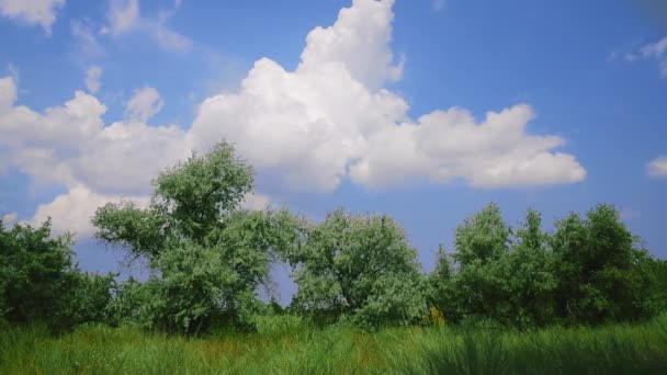 Paysage d'une prairie verte avec des arbres verts  