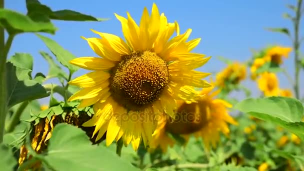 Campo floreciente con girasoles — Vídeos de Stock