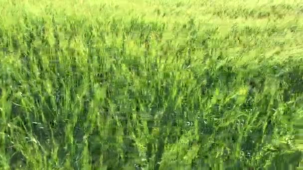 Поле с зелеными колосьями пшеницы — стоковое видео