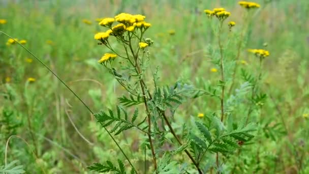 Hormigas sobre una flor amarilla — Vídeos de Stock