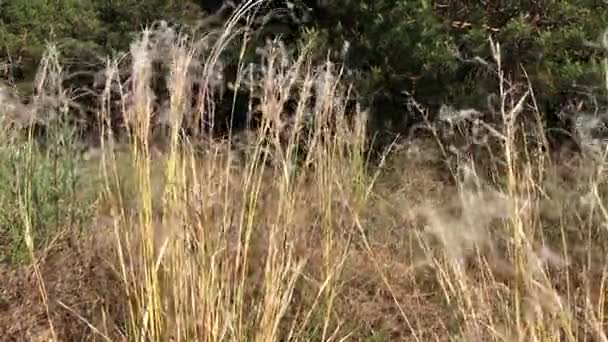 Hierba de pluma de estepa cerca del bosque — Vídeos de Stock