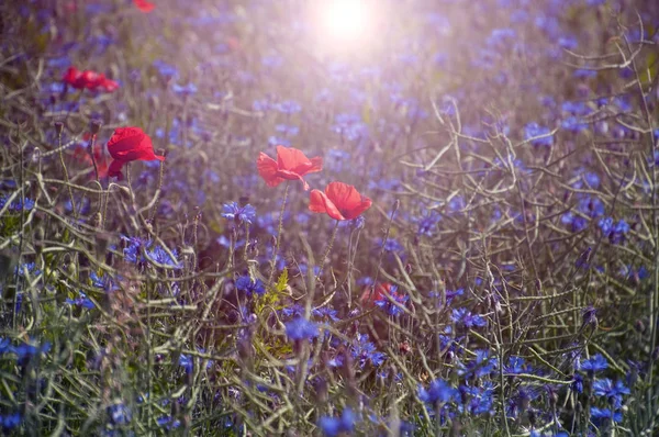 Tulipani rossi in mezzo al campo con fiordaliso blu — Foto Stock