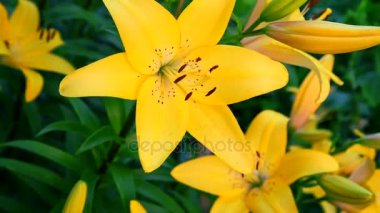 çiçek açması sarı zambak