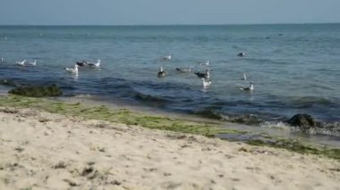 Martılar float Karadeniz dalgaları üzerinde