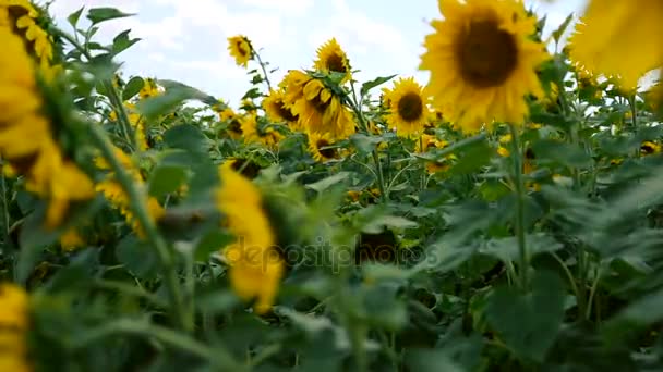 Blooming yellow sunflowers — Stock Video