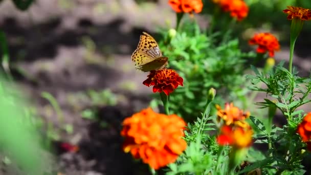 Schmetterling auf einer Blume — Stockvideo