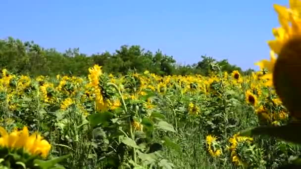 Veld met gele zonnebloemen — Stockvideo