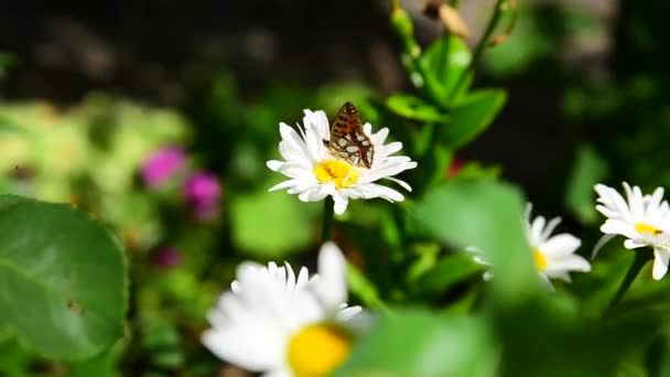 夏天花园里的白色雏菊，一只蝴蝶飞 — 图库视频影像