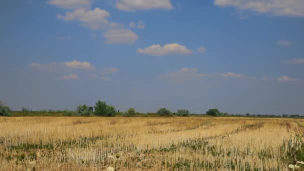 Campo con trigo picado — Vídeos de Stock