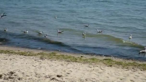 Les mouettes flottent sur les vagues de la mer Noire — Video