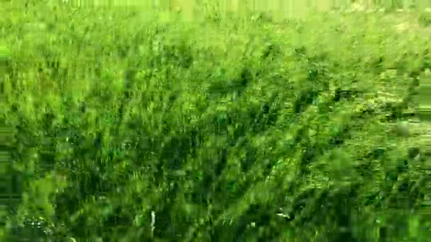 Campo con trigo verde — Vídeo de stock