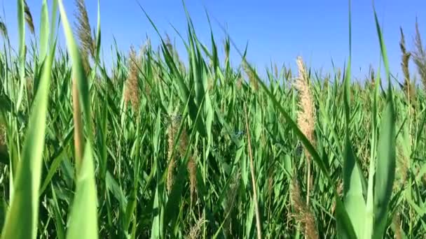 Pequenas libélulas voam no meio de uma bengala verde — Vídeo de Stock