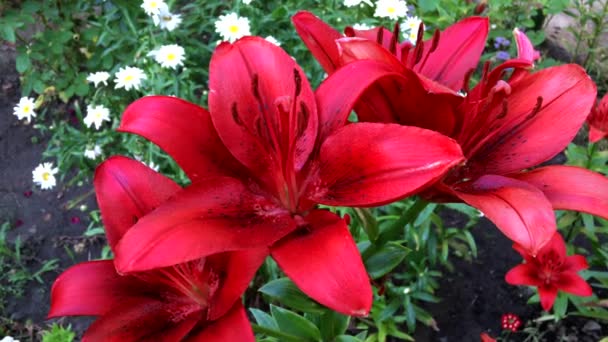 Lirios rojos florecientes en el jardín — Vídeo de stock