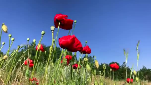 Blossoming red poppies against the blue sky — Stock Video