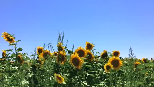 Bloeiende gele zonnebloemen — Stockvideo