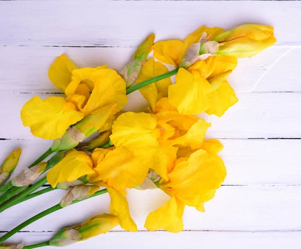 盛开的黄色鸢尾花的花束 — 图库照片