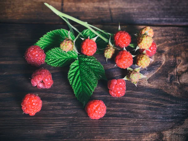 Branch of raspberry with ripe and unripe berries — Stock Photo, Image