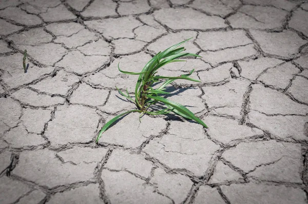 Green grass grew in dry cracked ground — Stock Photo, Image