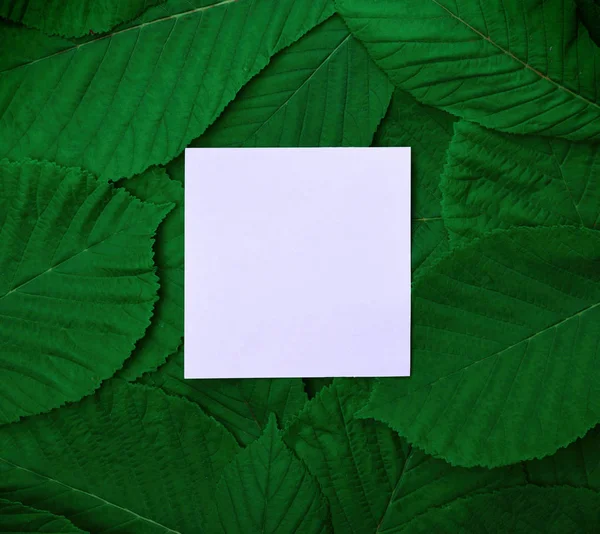 paper sheet in the middle of the green leaves of the chestnut