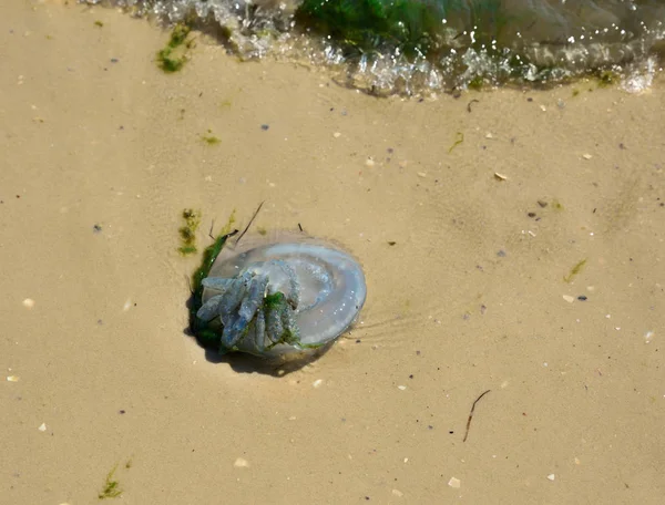 Мертві медузи, викинуті хвилями — стокове фото