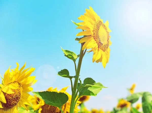 光線で黄色のひまわりの開花 — ストック写真