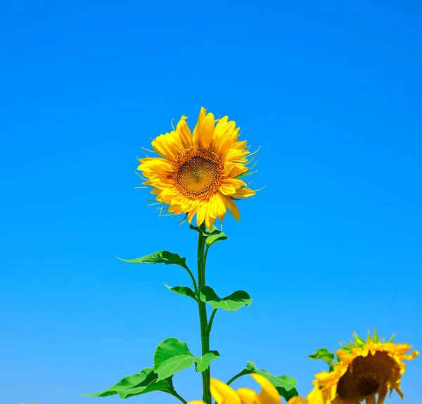 澄んだ青い空に黄色のひまわりの開花 — ストック写真