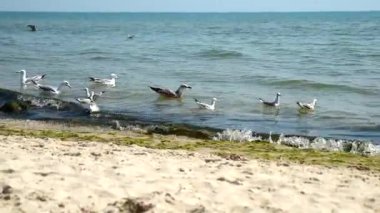 dalgalar deniz martı float