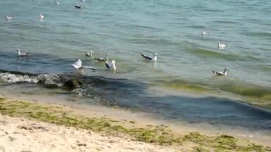 dalgalar deniz martı float