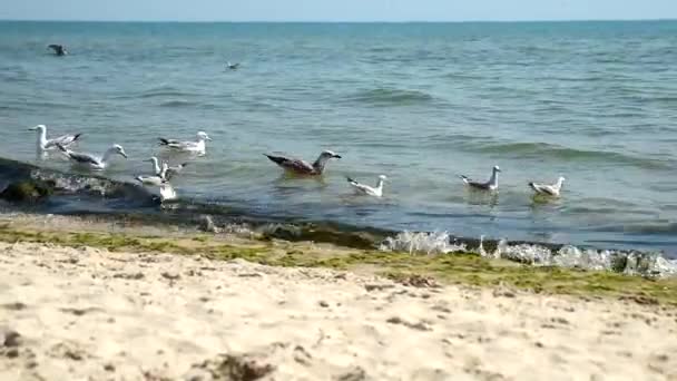 Gaviotas flotan sobre las olas — Vídeo de stock