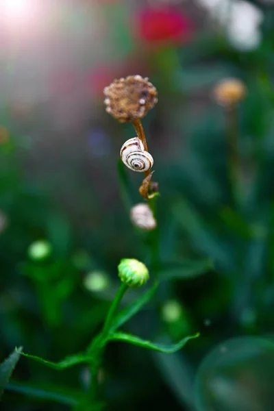 꽃 줄기에 달팽이, — 스톡 사진