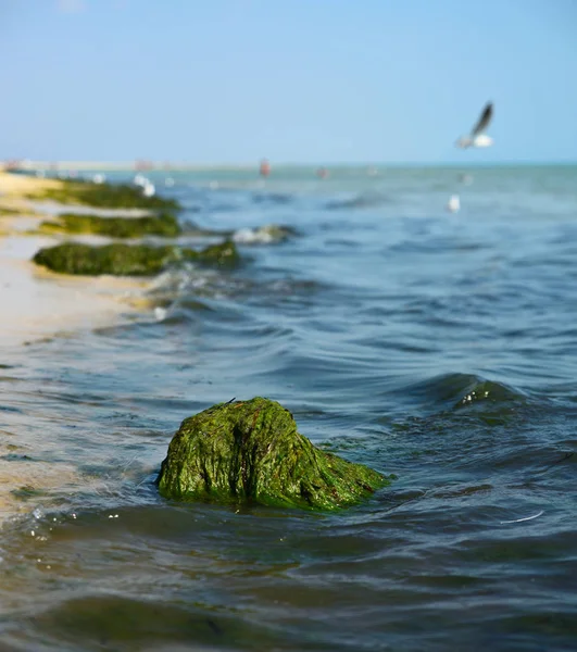 녹색 조류와 바다의 보기 — 스톡 사진