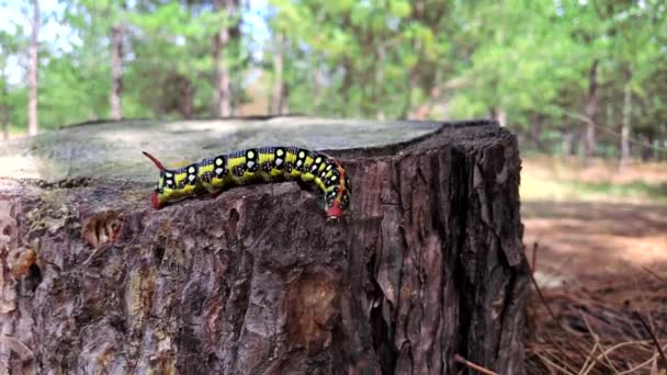 Hyles euphorbiae crampillar cramplar on a tree stum — стоковое видео