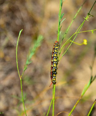 Hyles euphorbiae caterpillar çim bir sap üzerinde