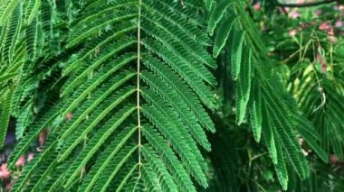 ağaç dalları yeşil yaprakları Albizia julibrissin ile