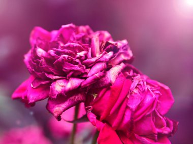 Kırmızı gülün solmuş bud