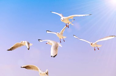 gökyüzünde uçan beyaz deniz martı 